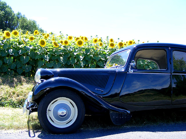 Sunflowers and Citroen Traction Avant. Touraine Loire Valley. France. Photo by Susan Walter.