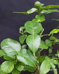 Kaffir Lime: Benefits , Facts , Uses and History -MergeZone