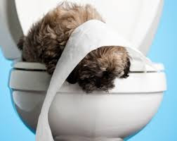 Dog on toilet seat