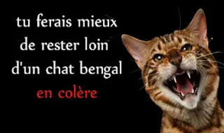 chat du bengal