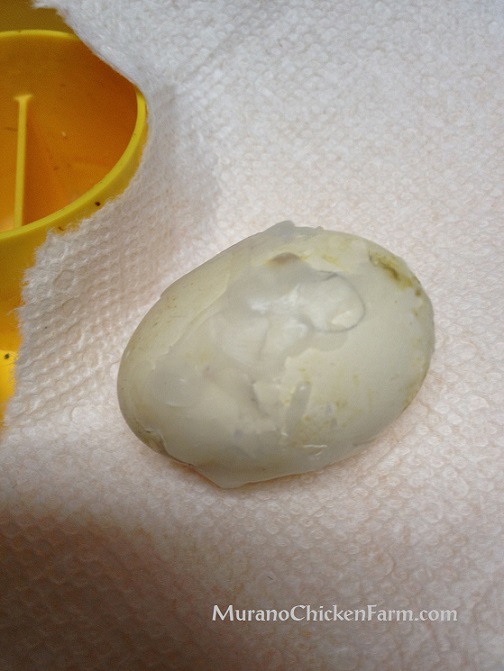 How to save a cracked hatching egg Murano Chicken Farm