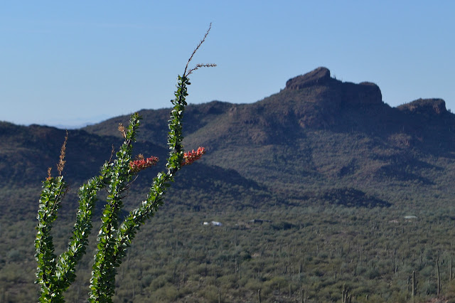 flowering ocotillo