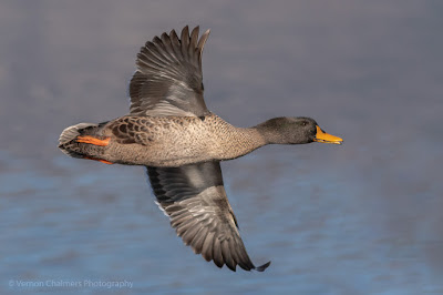 Yellow-Billed Duck in Flight - Woodbridge Island, Cape Town   Processed in Lightroom Classic CC 7.3 Copyright Vernon Chalmers