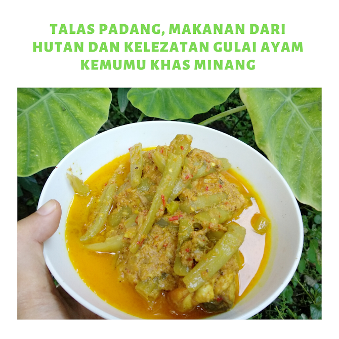 Talas Padang, Makanan dari Hutan dan Kelezatan Gulai Ayam Kemumu Khas Minang