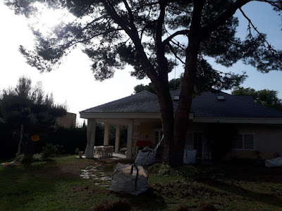 Aclarado de pino en monasterios - Ruepra jardinería