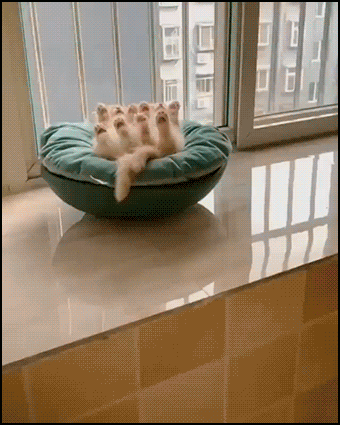 Cute Kitten GIF • Twin kitties sleeping alike side to side on their backs with paws up in the air Cute Kitten GIF • Twin kitties sleeping alike side to side on their backs with paws up in the air