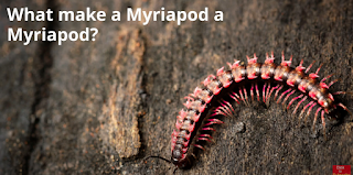 what makes a myriapod a myriapod