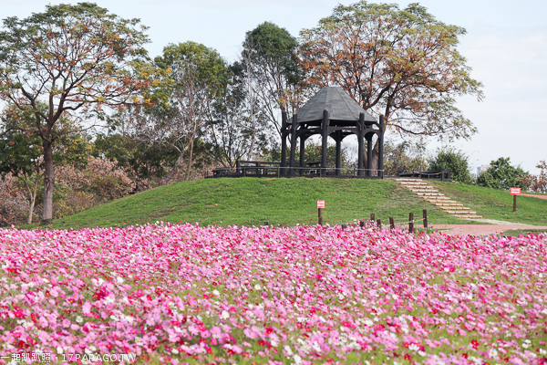 台中后里景點|后里花田綠廊|環保公園|1.2公頃繽紛花海|棒棒糖花海 台中后里景點|后里花田綠廊|環保公園|1.2公頃繽紛花海|棒棒糖花海