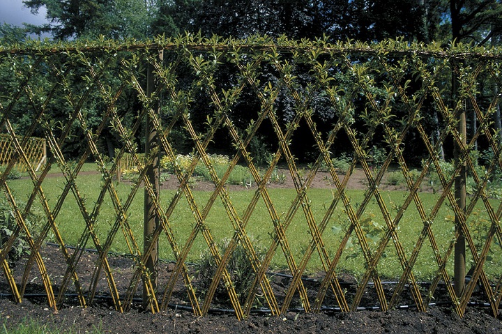 Agriculture & Farming: Osage Orange Living Fence