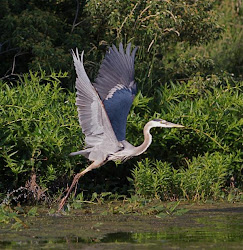 heron bird pearson robert herons fly photograph which nerd scc flight