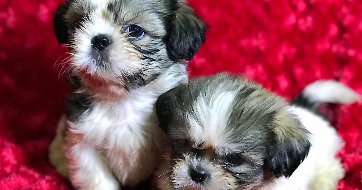 satılık shih tzu yavrusu ilanları fiyatları Evcil Köpek İlanı