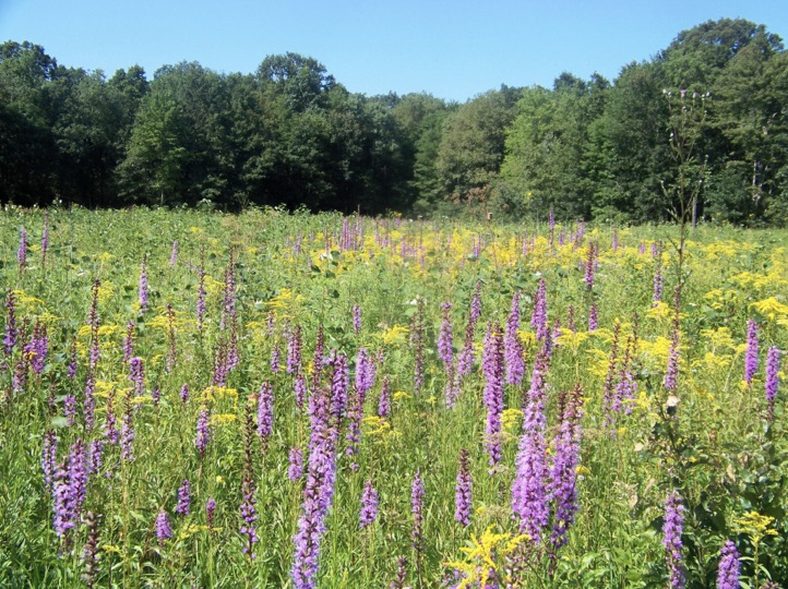 PA Environment Digest Blog Celebrate The Only Prairie Bloom In PA At