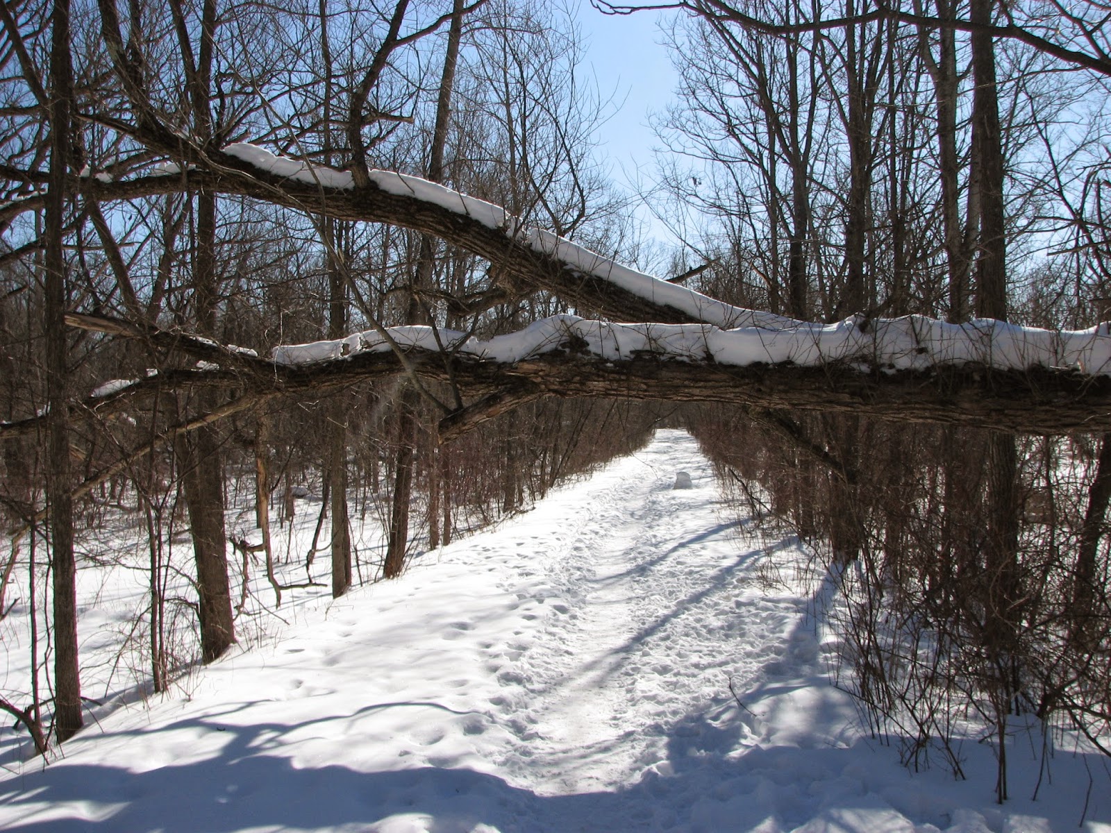 Woodside Natural Area, nature trailsWVPD. (Photos). In search of the