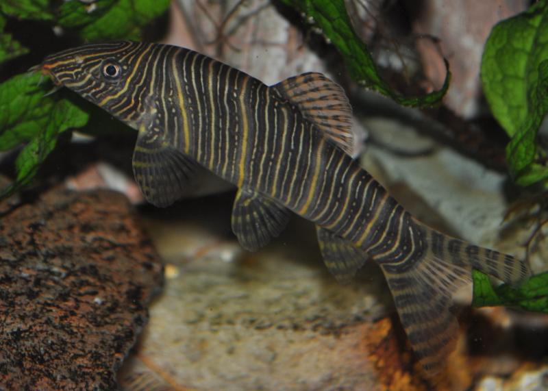Zebra Loach Fishes