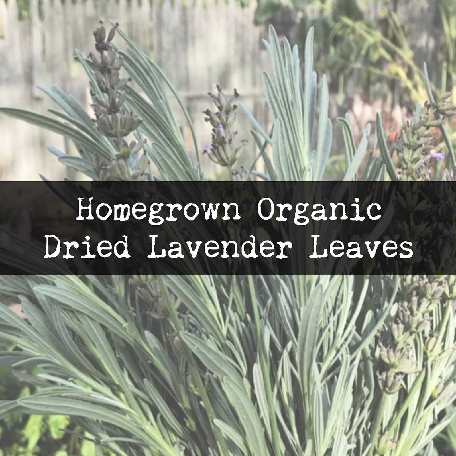 Homegrown Organic Dried Lavender Leaves House Of Niap