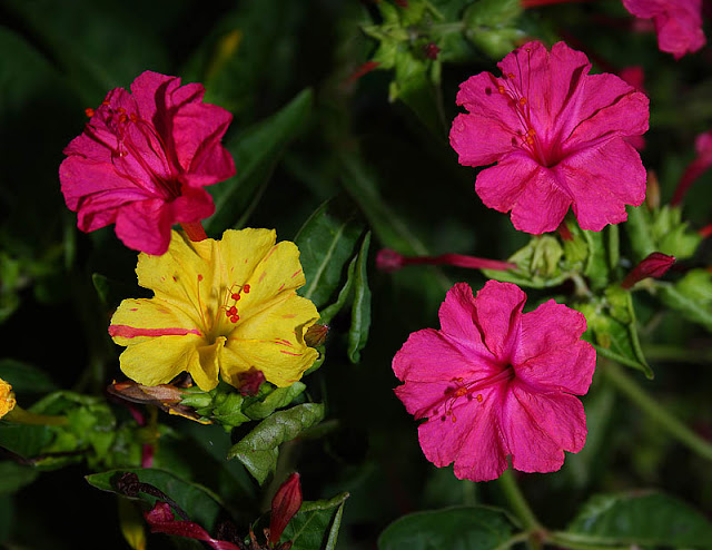 Mirabilis jalapa (The four o'clock flower) yellow and pink