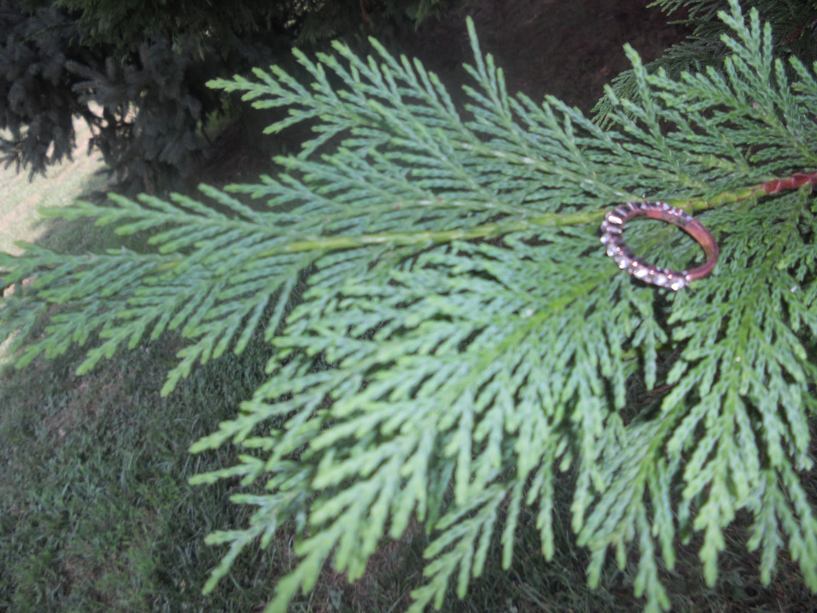 ap-biology-project-tacy-2012-13-35-taiga-plant-or-a-relative-of-one