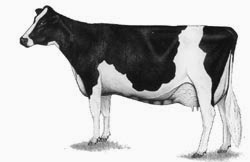 this is a Holstein-Freisian dairy cow