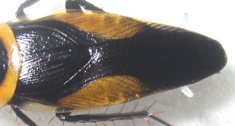 Invertebrate Dude Hemithyrsocera vittata Adult!!!