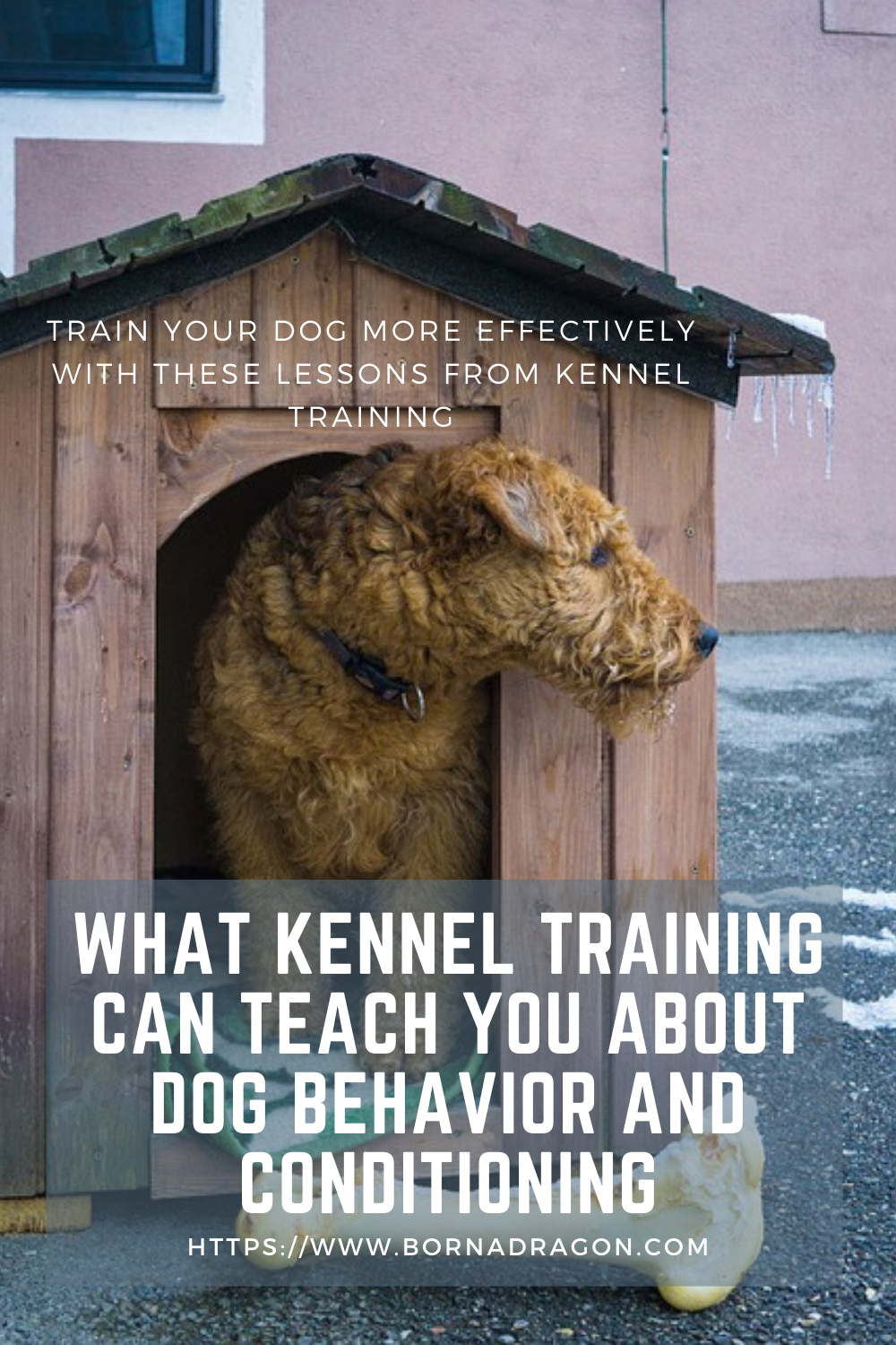 What Kennel Training Can Teach You About Dog Behavior and Conditioning