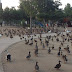 Arriban centenares de patos al Parque de la Amistad 