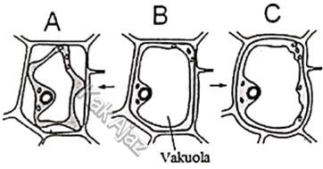 Transpor pasif pada membran sel tumbuhan, isotonis, hipotonis, hipertonis, turgid, plasmolisis, soal biologi UN 2019 no. 32