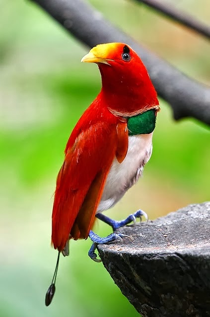King Bird of Paradise