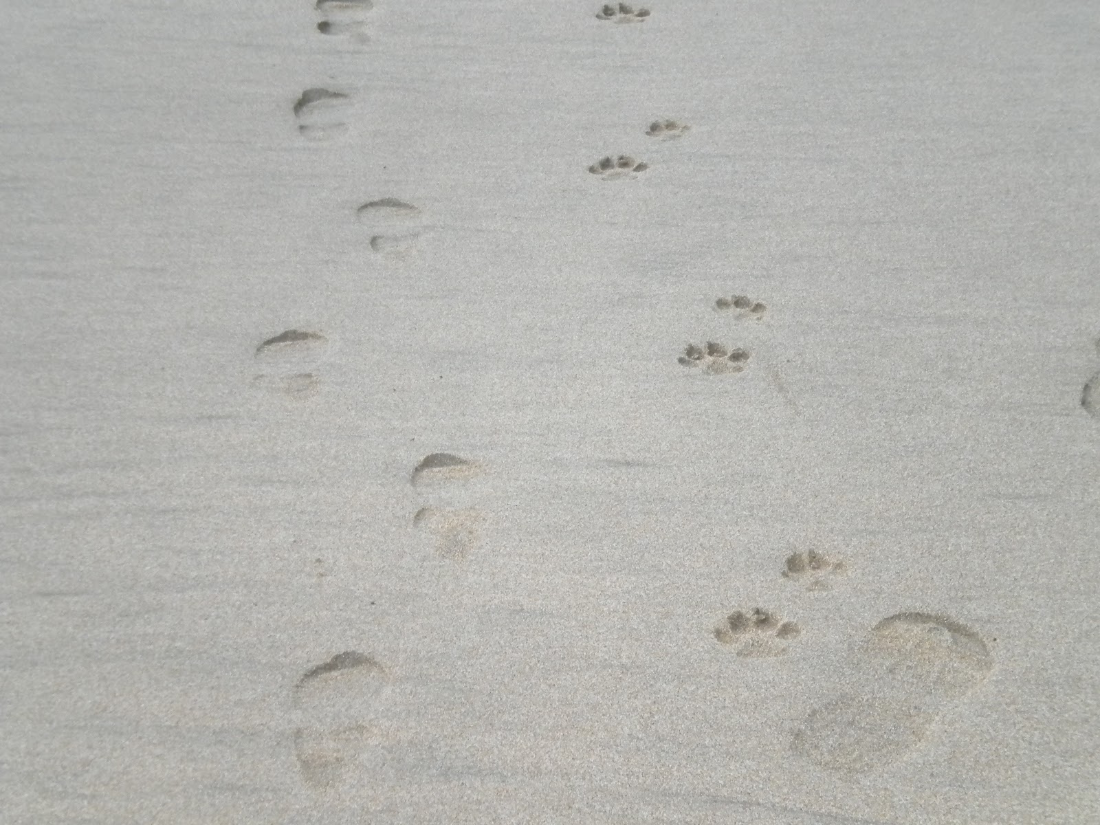 B aprende en casa: Cosas que aprender en la playa