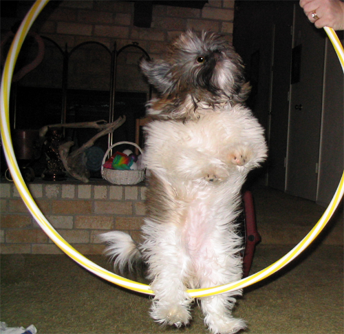 7. Shih tzu precisa de exercício