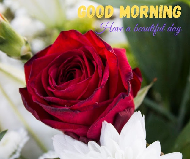 good morning image with flower