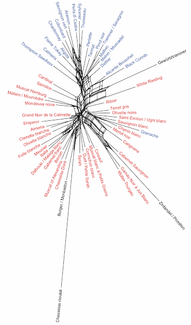 Network analysis of grape-vine leaf shapes