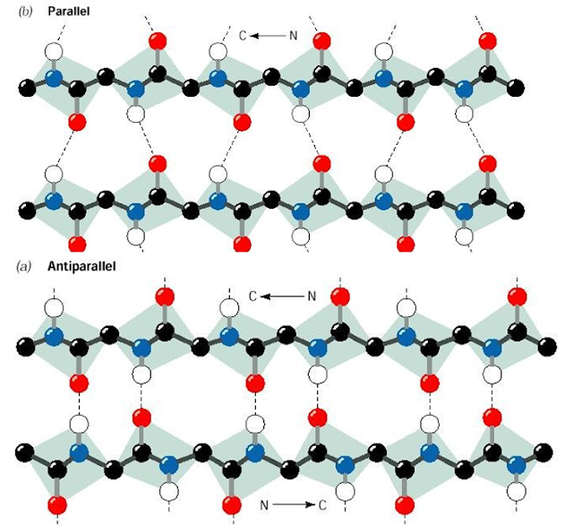 what is parallel and anti parallel beta sheets