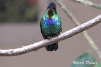 Fiery-throated Hummingbird – Monteverde, Costa Rica – June 22, 2011 – photo by Roberta Palmer