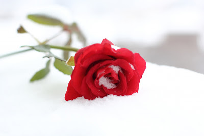 red-rose-on-white-snow-1359289928_73.jpg
