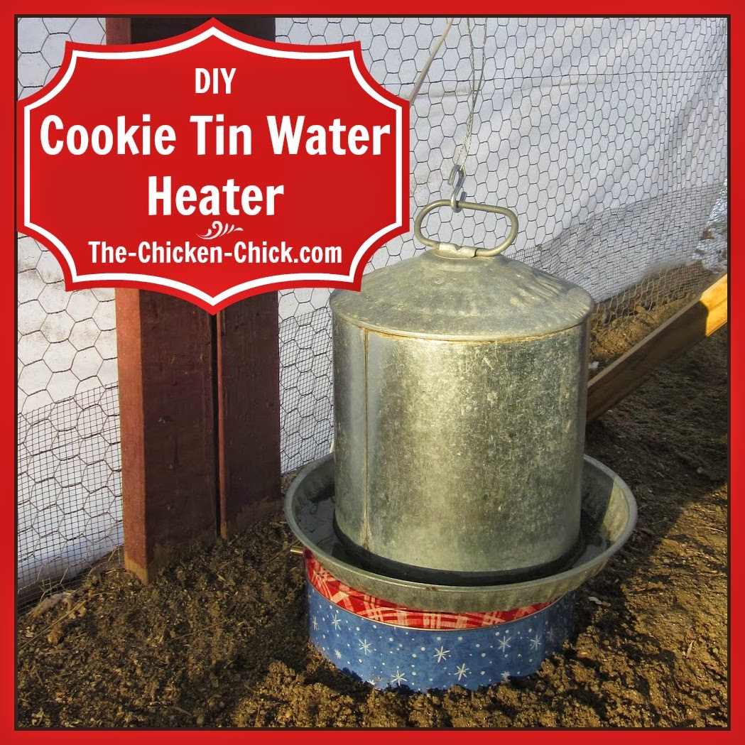 The Chicken Chick®: 10 Winter Chicken Care Mistakes to Avoid