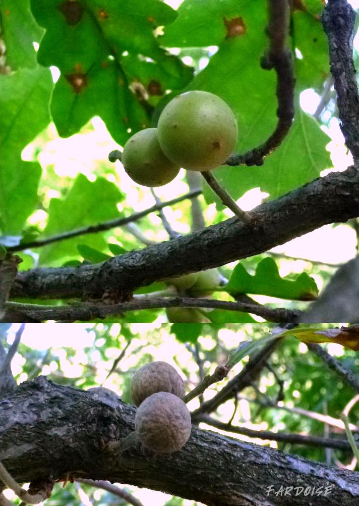 Les feuillets de Fardoise le chêne à galles Quercus infectoria