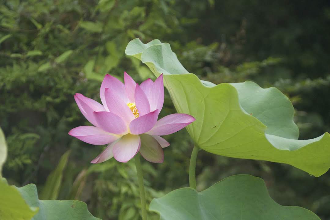 Lotus Again 再びハスの花 水彩画を描く くどうさとし Watercolor