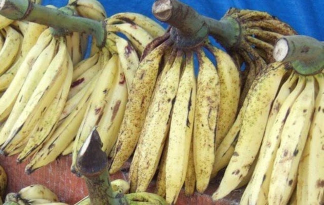 Gambar Pisang Tanduk.jpg