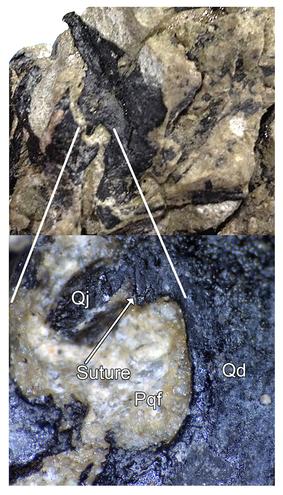 The Theropod Database Blog Lori published! Meet Hesperornithoides