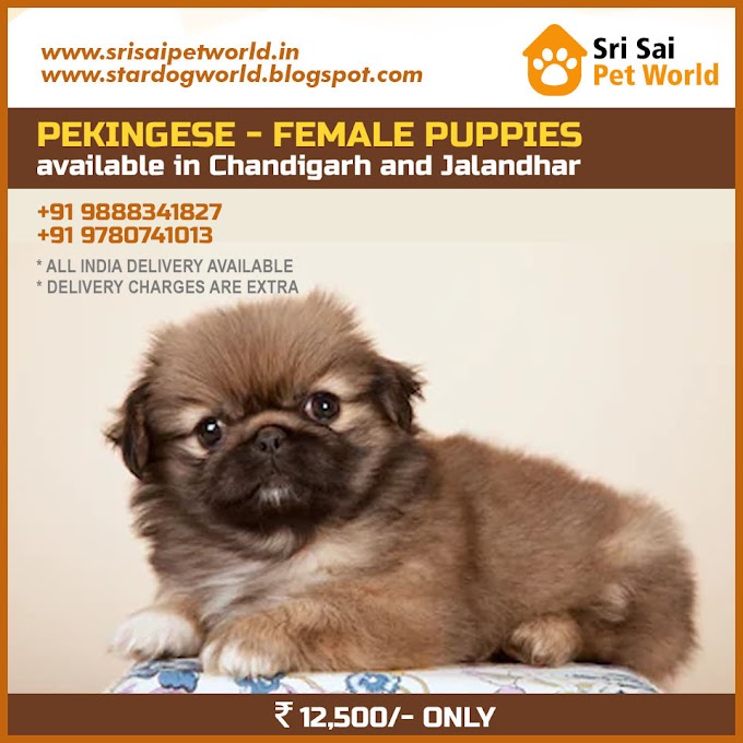Pekingese Male and Female Puppies Available in India, Delhi, Punjab, Mumbai