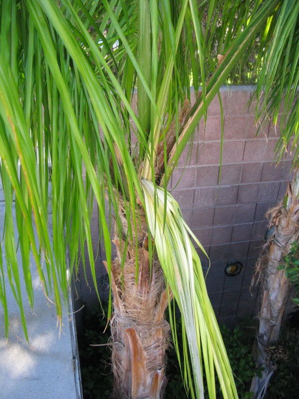 Xtremehorticulture of the Desert Central Growth Bright Yellow in Palm