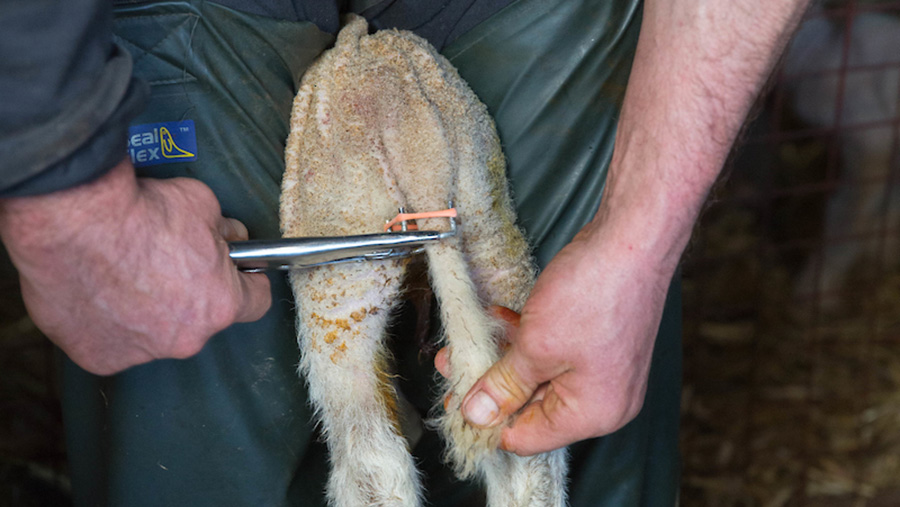 Pemotongan Ekor Domba (Tail Docking Lamb) Kanglalaw Official