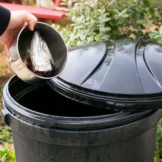 homemade-liquid-fertilizer-fish-emulsion.jpg
