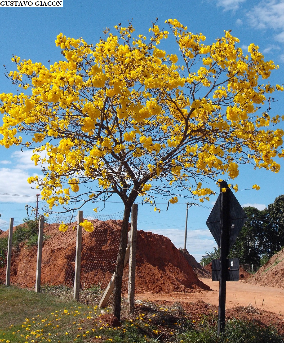 Viveiro Ciprest - Plantas Nativas e Exóticas: Ipê Amarelo Cascudo (  Tabebuia chrysotricha )