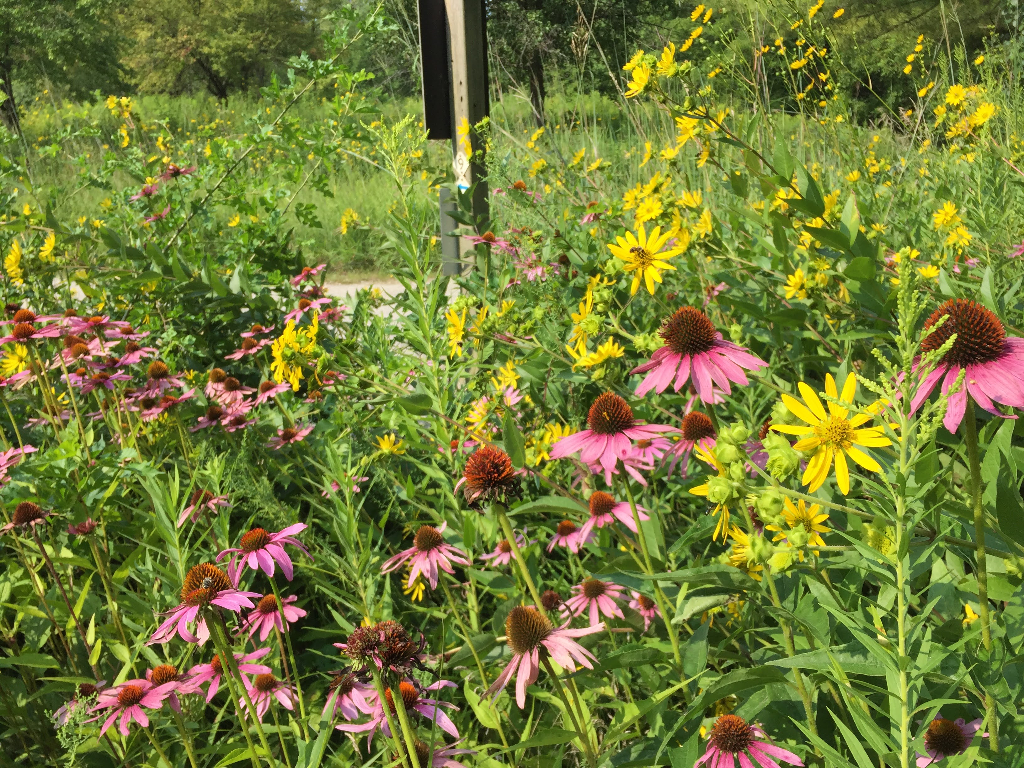 Princeton Nature Notes My First Public Plantinga Prairie Circle in