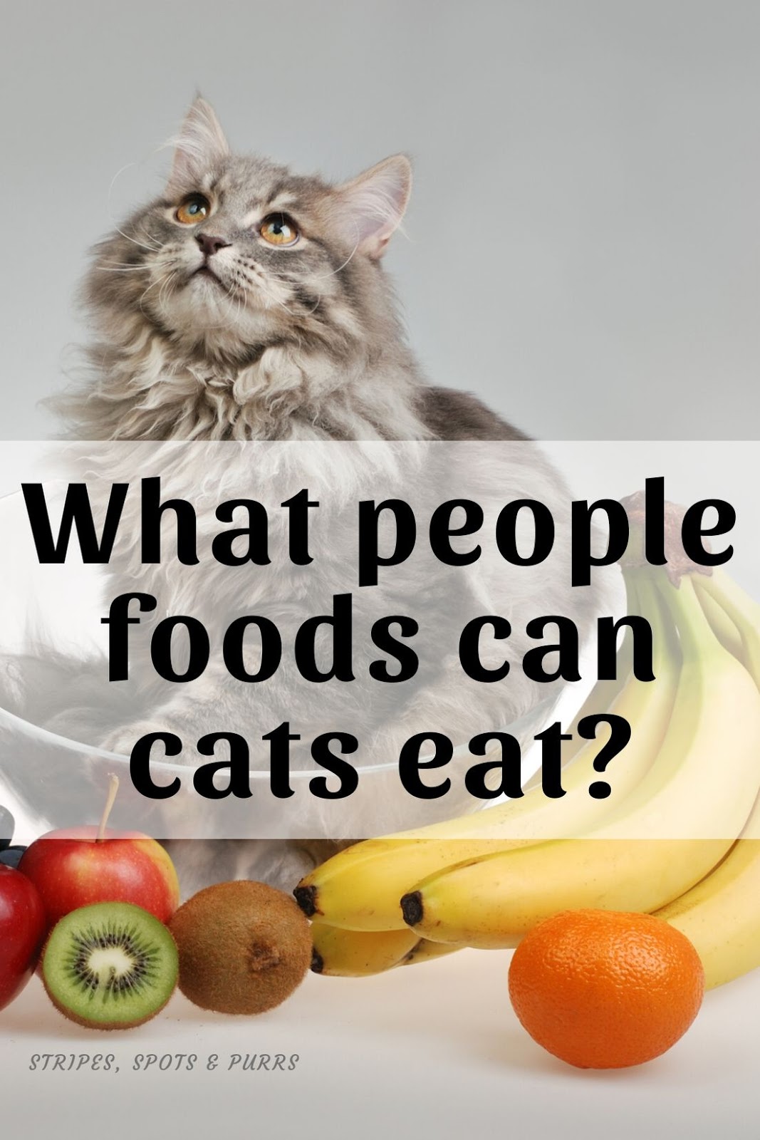 Stripes Spots And Purrs What People Food Can Cats Eat