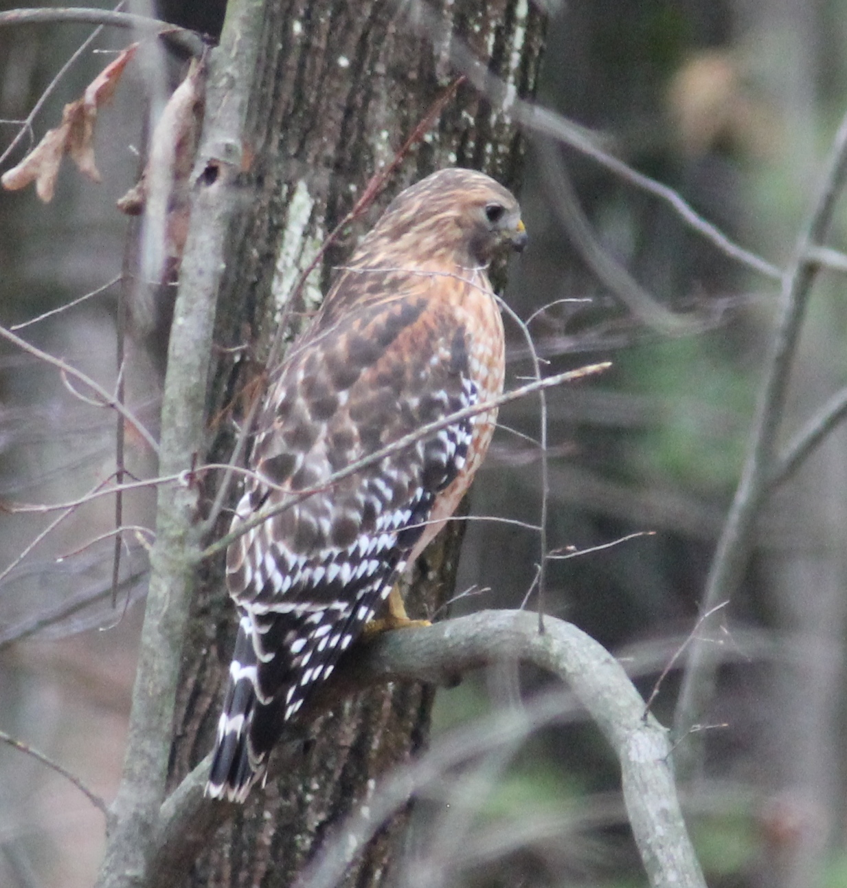 Red-shouldered Hawk