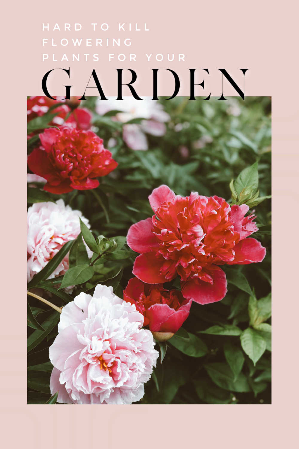 5 Hard to Kill Plants for Your Flower Garden