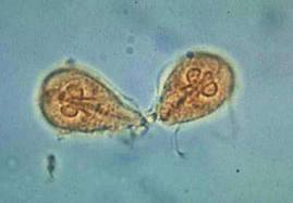 giardia cati