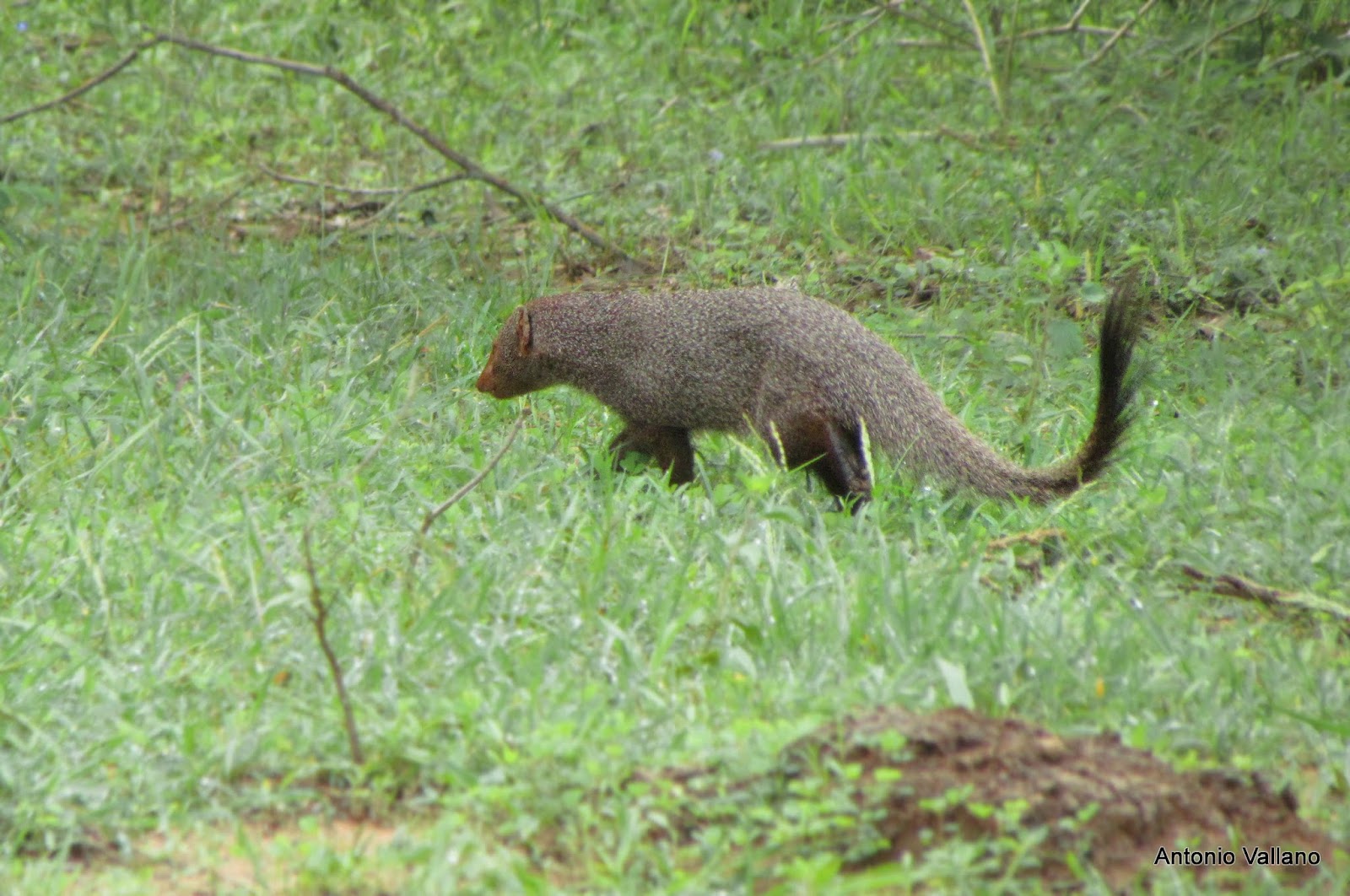 Fotografias de Antonio Vallano Yala Mangosta hindú gris